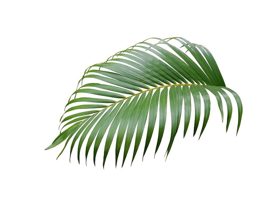 Cerenia palmera en las cápsulas de Urosaf